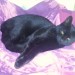 6 month Black kitten “Maxi” Ballincollig recently neutered