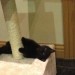 black kitten lost in Castle Rock Midleton