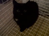 Black kitten with white spot on her chest, found in Kilbrittian