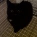 Black kitten with white spot on her chest, found in Kilbrittian
