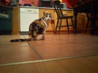 female tabby cat found in Blackrock Cork