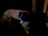 male border collie Gardiners Hill