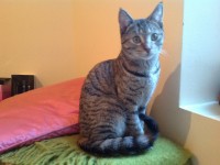 Female brown/grey stripped tammy cat. Under one year old (estimated). Found in Cork City