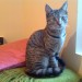 Female brown/grey stripped tammy cat. Under one year old (estimated). Found in Cork City