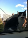 male cat lost in evergreen street Cork city