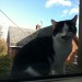 male cat lost in evergreen street Cork city