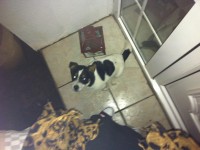 Found small jack Russell near cork airport