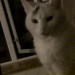 White female cat lost in Kilbrittain, Co, Cork