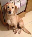 Male Labrador Retriever Found in Kinsale