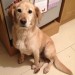 Male Labrador Retriever Found in Kinsale