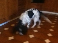 Black & White Springer Spaniel found in Turners Cross