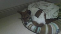 **MISSING** female, brown and white,small Irish jack russel pup (10 months)