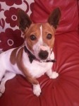 Female Jack Russell UCC