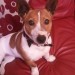 Female Jack Russell UCC