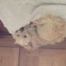 Male terrier found down powder mills,ballincollig