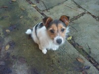 Found stray small terrier mix female dog in Blackpool area.   Tan brown face with black and white coat