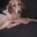 Female Dog Found Bandon (beagle?)