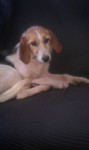 Female Dog Found Bandon (beagle?)