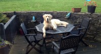 MALE RETRIEVER LOST BETWEEN BLARNEY AND BLACKPOOL