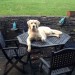 MALE RETRIEVER LOST BETWEEN BLARNEY AND BLACKPOOL