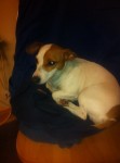 Missing Jack Russell she jumped from the car
