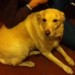 Female Golden Labrador  found in Douglas Cork