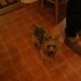 Minature Yorkshire Terrier