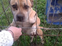 Staffie missing lixnaw