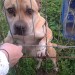 Staffie missing lixnaw