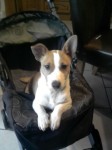 male jack russell childs pet missing from bweeng area co.cork