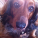 Longhaired Brown/Red Dachshund Lost in Limerick