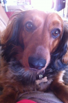 Longhaired Brown/Red Dachshund Lost in Limerick