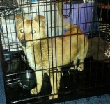 Young Corgi/Terrier X Dog Found In Ennis
