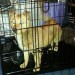 Young Corgi/Terrier X Dog Found In Ennis