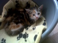 Female kitten lost on Shandon Street.