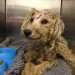 Mixed terrier, young, neglected state/hit by car limerick motorway