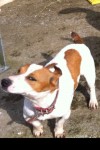 Reward for Lost male jack russel/terrier. White with brown patches. Missing from grenagh area
