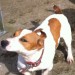Reward for Lost male jack russel/terrier. White with brown patches. Missing from grenagh area