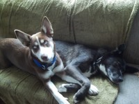 lost 2 female husky x in east clare area