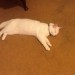 Lost white cat named zeus