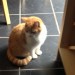 Male Ginger Kitten lost in Maryborough Woods Douglas Cork