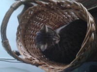 Lost female spayed grey cat KerryPike