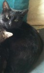 Male black cat lost in Dungarvan