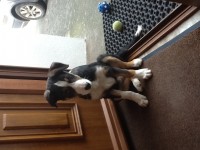 Black and brown collie pip lost in Tipperary town