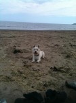 Lost HighLand Terrier Male