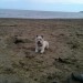 Lost HighLand Terrier Male