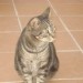MALE  TABBY CAT LOST BALLINCOLLIG
