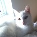 Male White Cat, Carrigaline
