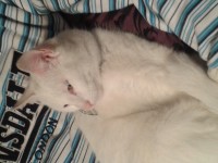 white female cat, missing from Shanakiel, cork