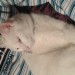 white female cat, missing from Shanakiel, cork